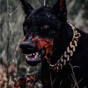 Meet your Posher, Ty